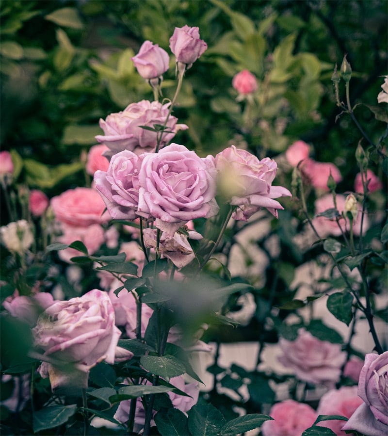 14 Best Homemade fertilizer for roses