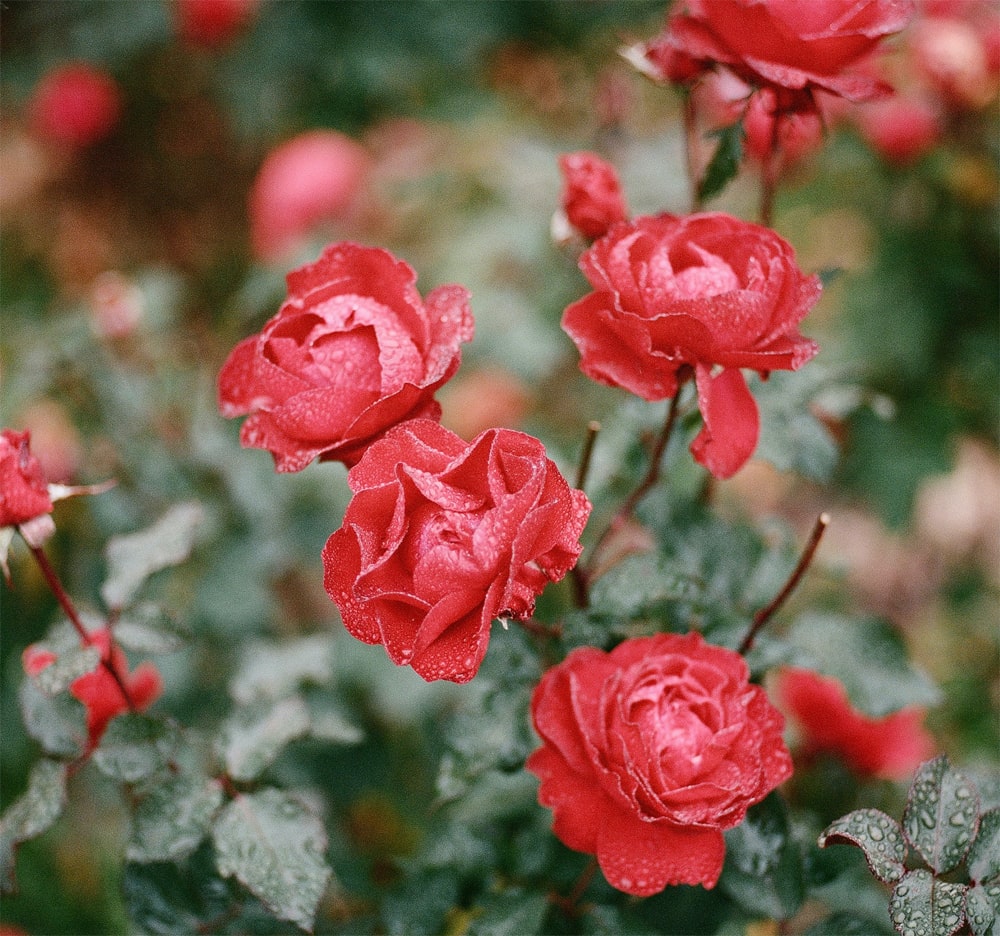 14 Best Homemade fertilizer for roses